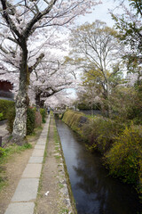 春の哲学の道　京都市左京区