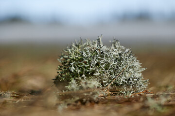Lichen Clump on the Edge of a Thawing Mountain Meadow