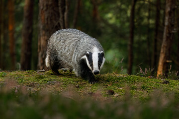 Badger at sunrise. European badger, Meles meles, in green pine forest. Hungry badger sniffs about food in moor. Beautiful black and white striped beast. Cute animal in nature habitat. Morning sunrays. © Vaclav
