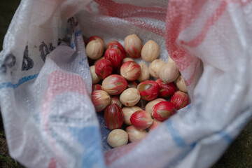 The nutmeg seeds that have been separated from the skin are put into a sack