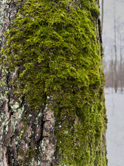 a close view of green moss on a tree trunk in a wild park