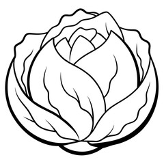 illustration of a cabbage