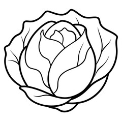 illustration of a cabbage