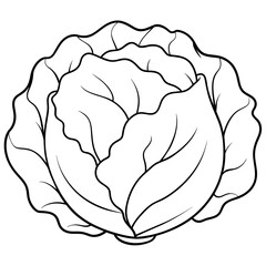 illustration of cabbage