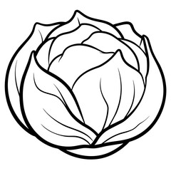 illustration of a cabbage