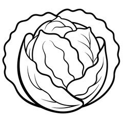 illustration of a cabbage