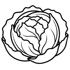 illustration of cabbage
