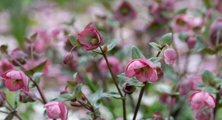 Pink hellebore flowers growing in Wisley garden in Surrey, UK, photographed in springtime.