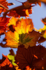 red maple leaves