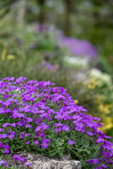 Obraz premium Colourful purple and pink flowered aubretia trailing plants growing on a low rockery wall at Wisley garden, Surrey UK.