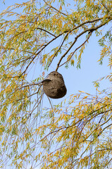wasp hive on a tree