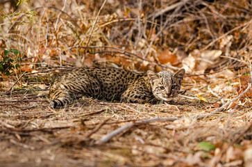 portrait of a wild cat