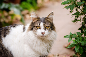 portrait of a cat in the garden
