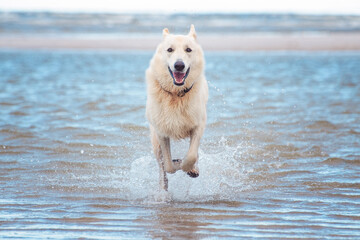 Swiss Shepherd dog running through ocean water on beach, coming toward camera, happy