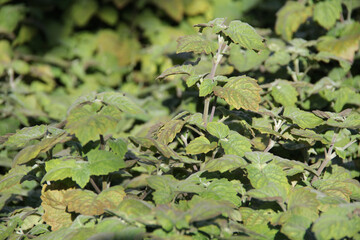 Patchouli plantation in Indonesia