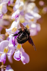 bumblebee on purple flower