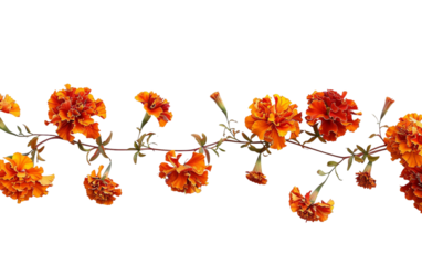 Dynamic Mexican Marigold Flower Garland Extravaganza Isolated on Transparent Background PNG.