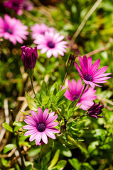 pink and white daisies