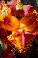 orange iris flower