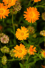 orange flowers in the garden