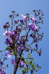 jacaranda purple flowers