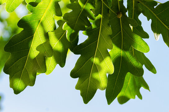 backlit green oak leaves background
