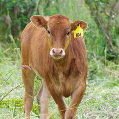 Cow in a spring field
