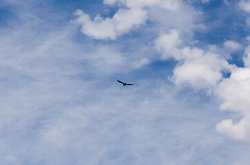 Fototapeta na wymiar silhouette of a big bird in the sky