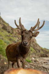 Naklejka na ściany i meble A deer looking for food on the beach