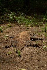 Komodo is endemic animal to Indonesia and is the largest species of lizard