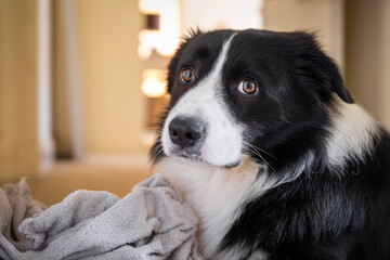 Border Collie male puppy with gray fluffy blanket. Portrait of sad looking black and white dog