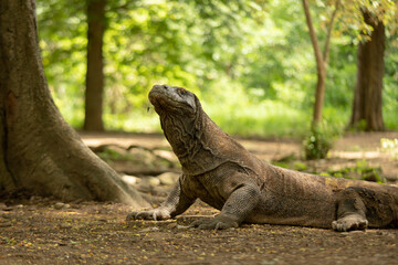 Komodo is endemic animal to Indonesia and is the largest species of lizard