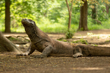 Komodo is endemic animal to Indonesia and is the largest species of lizard