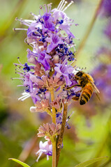 bee on a purple flower
