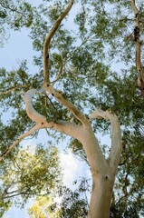 eucalyptus tree branch