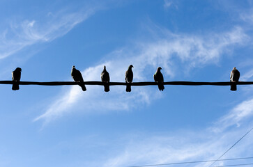 silhouette of birds on wire