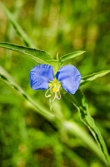 Close up of a dayflower