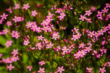 Obraz na płótnie Canvas Close up of a bunch of tiny pink flowers