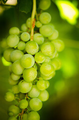 bunch of grapes on the vine