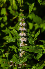 Close up of mint flower