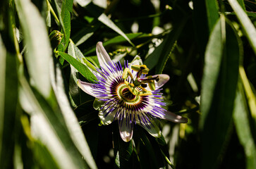 Close up of a passion fruit flower