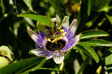 Close up of a passion fruit flower