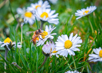 bee and daisies in the grass