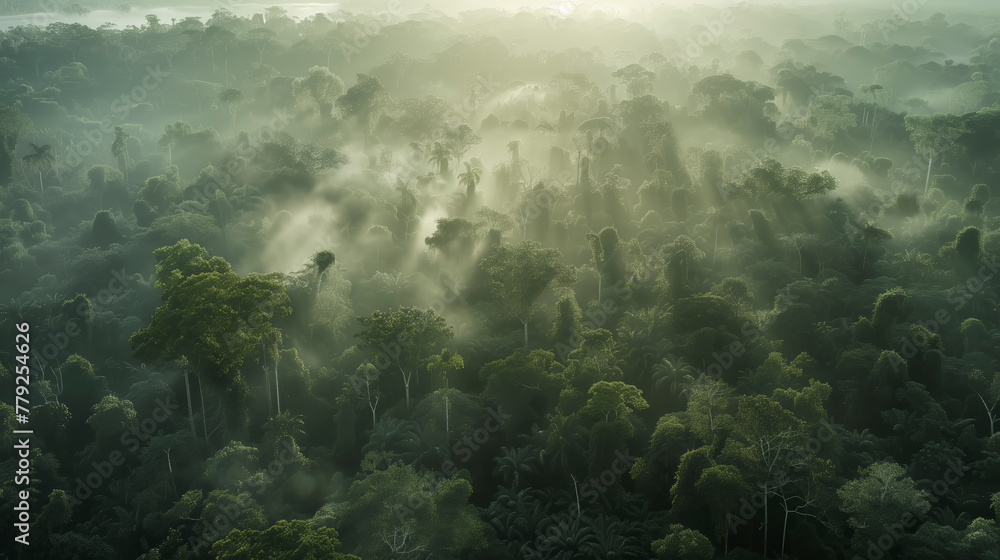 Poster a forest with foggy mist and trees. the trees are green and the sky is cloudy