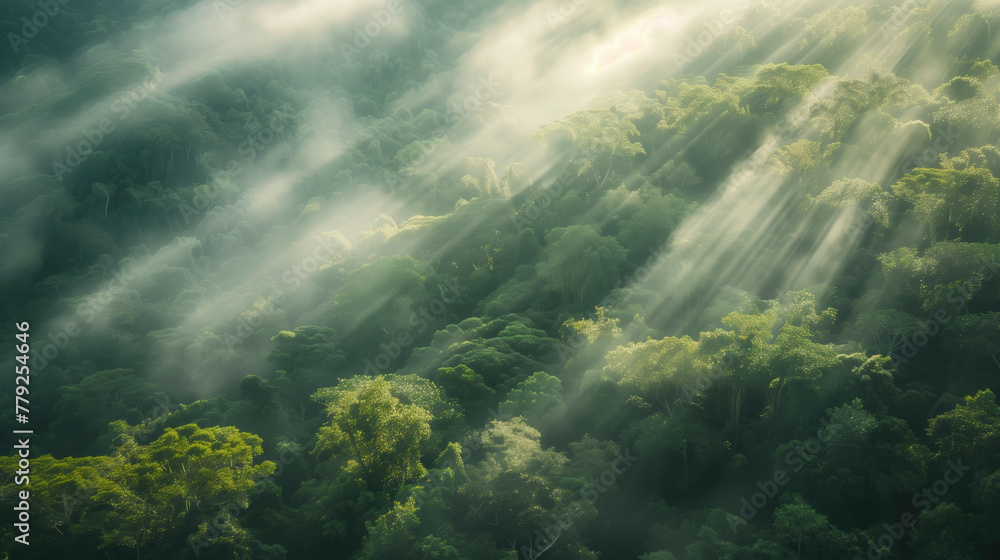 Poster a forest with foggy mist and trees. the trees are green and the sky is cloudy