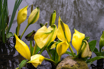 Yellow flower of Lysichiton americanus or western skunk cabbage in spring