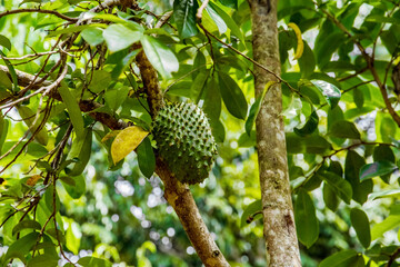 big fresh green guanabana fruit singing tree