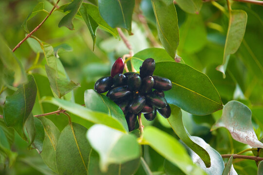 Organic jambolan fruits on tree
