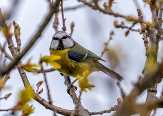 Blue Tit (Cyanistes caeruleus) - Found throughout Europe and parts of Asia