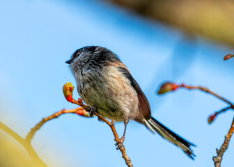 Long-tailed Tit (Aegithalos caudatus) - Found across Europe & parts of Asia